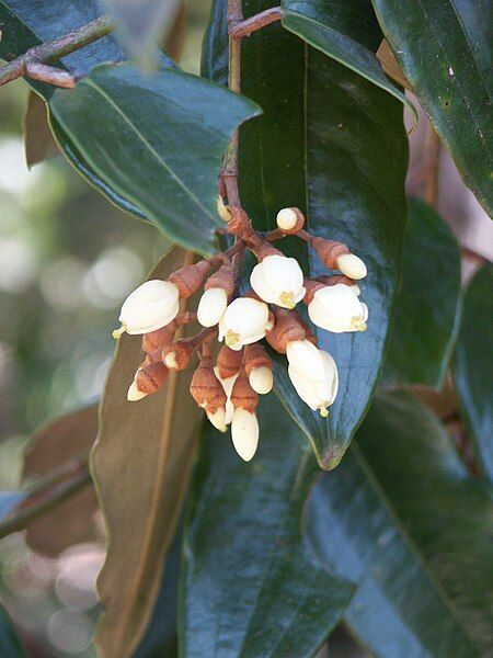 File:Leptolaena multiflora.jpg