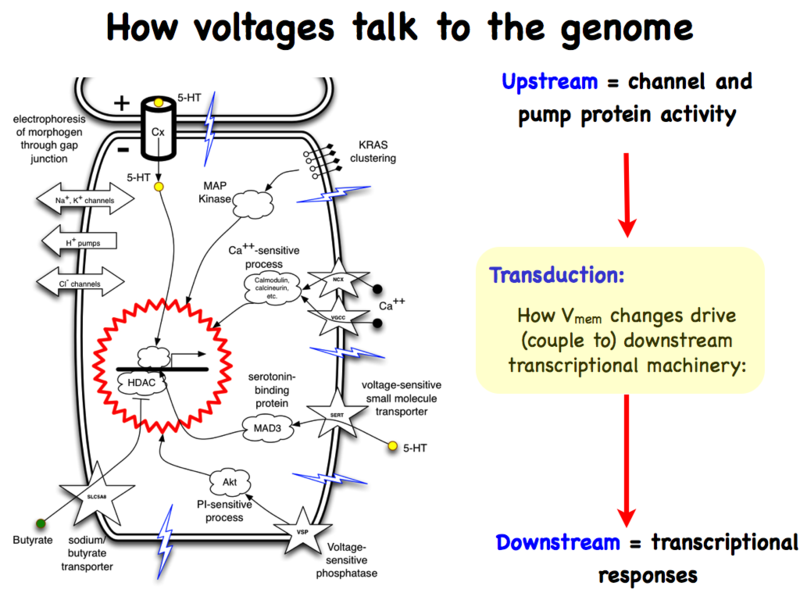 File:Levin Figure 7.png