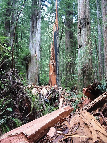 File:Lightning shattered redwood.jpg