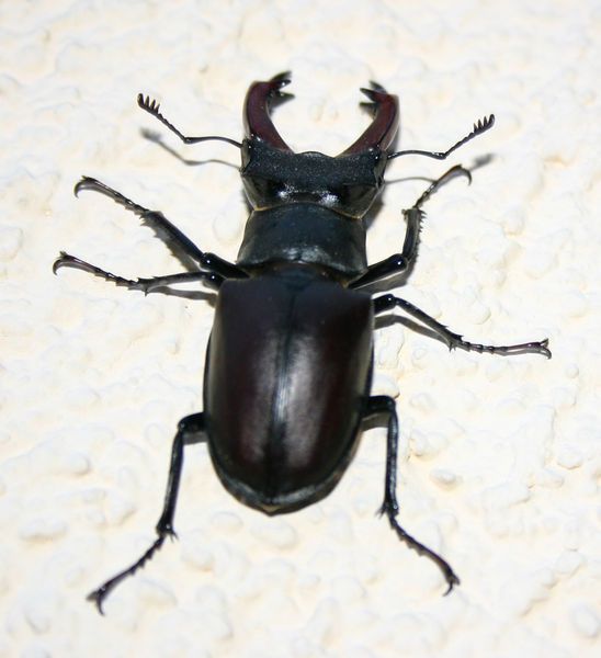 File:Lucanus-cervus-maskulinum.jpg