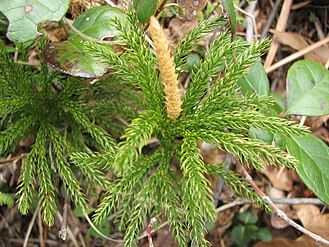 Dendrolycopodium hickeyi