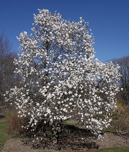 File:Magnolia stellata tree.jpg