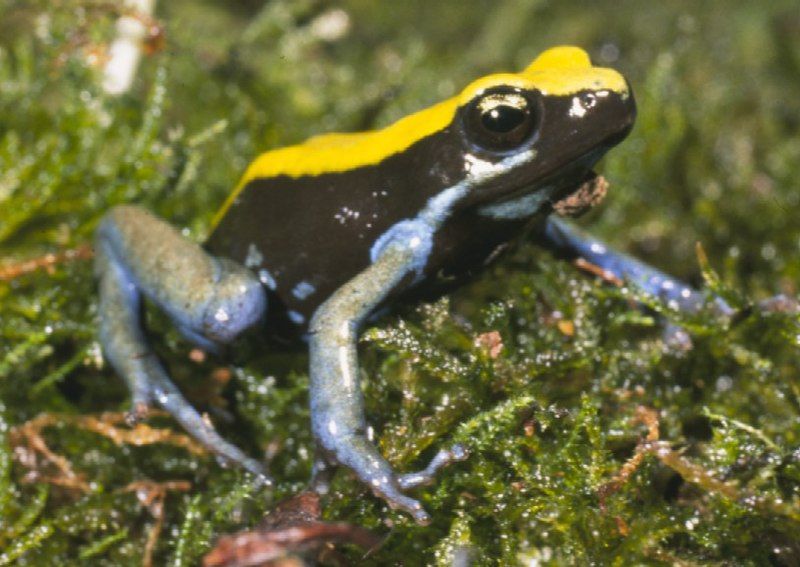 File:Mantella expectata02.jpg