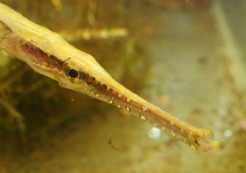 File:Microphis brachyurus closeup.png