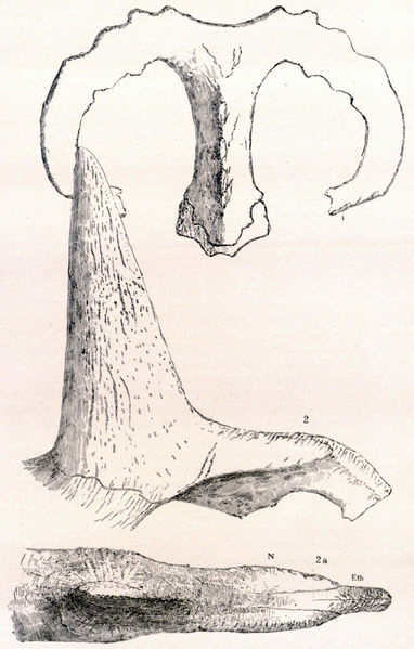 File:Monoclonius sphenocerus.png