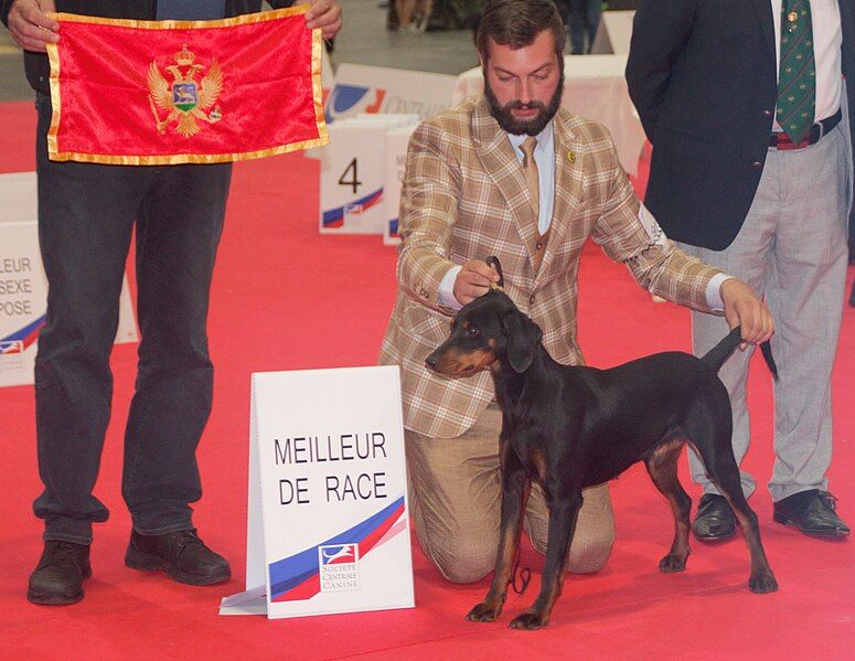 File:Montenegrinhound-with-flag.jpg