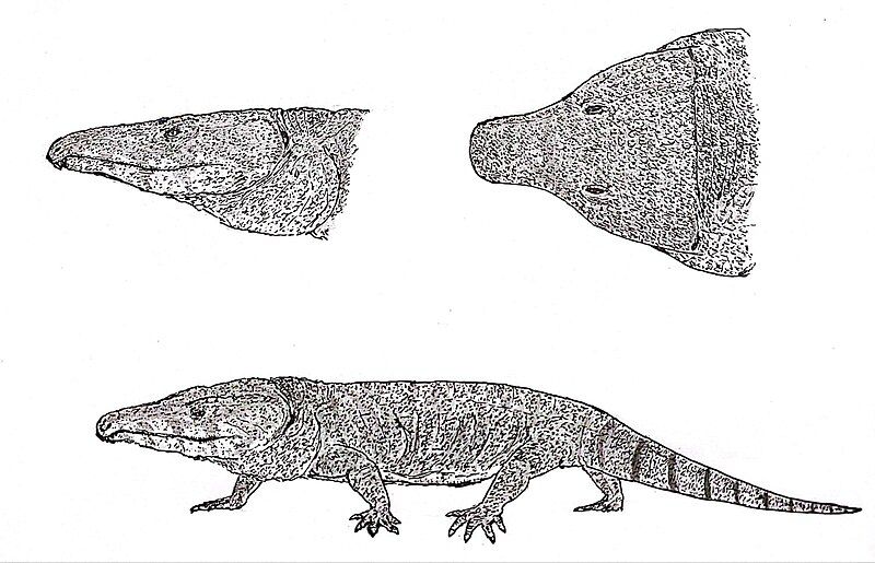 File:Moradisaurus.jpg