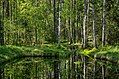 Mustoja Landscape Conservation Area is the biggest protected area in Põlva County