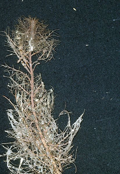 File:Myriophyllum heterophyllum.jpg