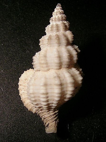 File:Nassaria exquisita 001.jpg