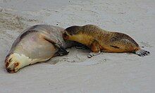 Female with pup at Seal Bay Conservation Park on Kangaroo Island, South Australia