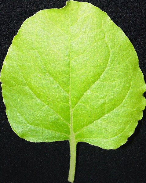 File:Nicotiana benthamiana leaf.jpg