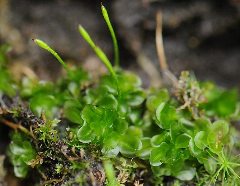 File:Oedipodium griffithianum 1.jpg