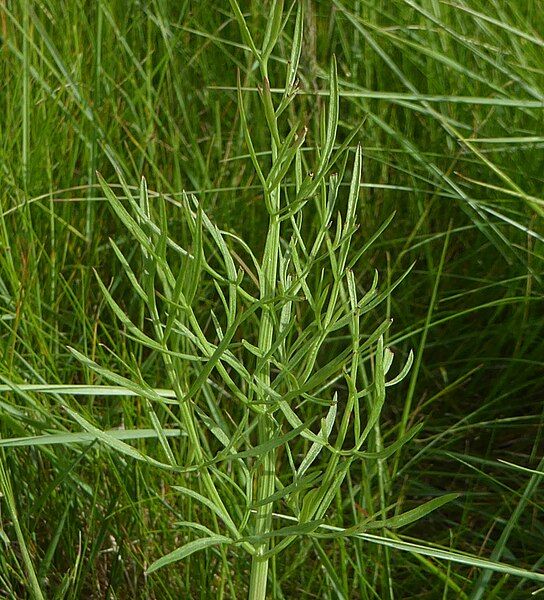 File:Oenanthe silaifolia leaf.jpg