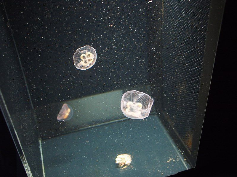 File:Oga Aquarium 18.jpg