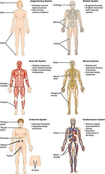 File:Organ Systems I.jpg