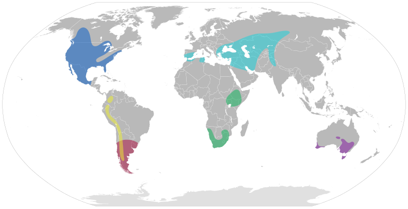 File:Oxyura distribution.svg