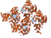 1z6t: Structure of the apoptotic protease-activating factor 1 bound to ADP