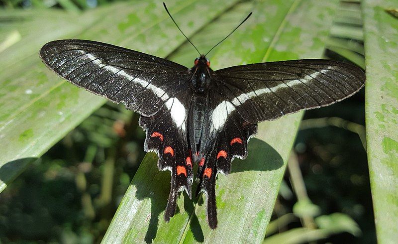 File:Parides proneus-1.jpg