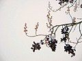 Paulownia tomentosa flower buds & old fruits