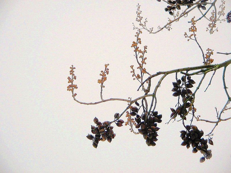 File:Paulownia tomentosa winter2.jpg