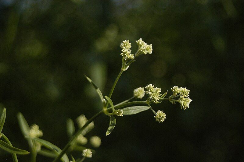 File:Pfaffia glomerata-costapppr.jpg