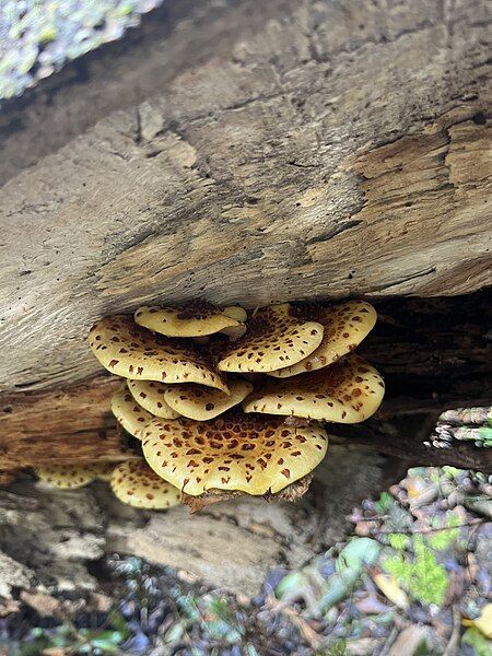 File:Pholiota.glutinosa.IM.jpg