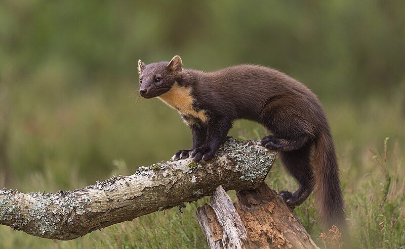 File:Pine Marten (48173751702).jpg