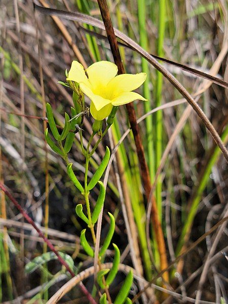 File:Pineland Golden Trumpet.jpg