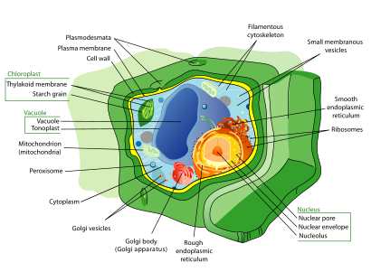 Plant cell structure, by Mariana Ruiz