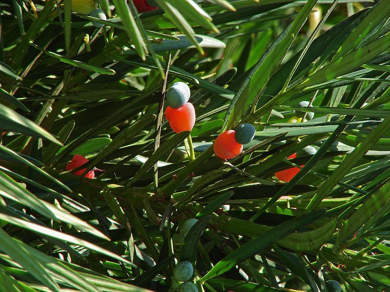 File:Podocarpus K3.jpg