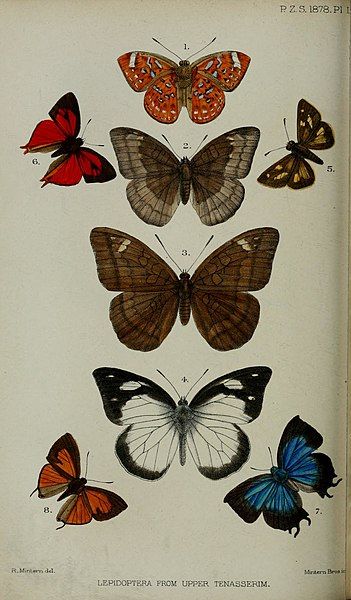 File:ProceedingsZoologicalSociety1878PlateLII.jpg