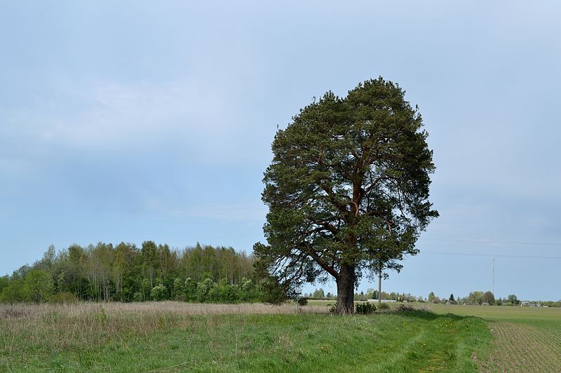 File:Prohveti mänd.jpg