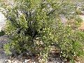 P. stansburiana, Red Rock Canyon, Nevada