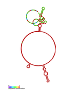 isrF Hfq binding RNA: Predicted secondary structure taken from the Rfam database. Family RF01389.