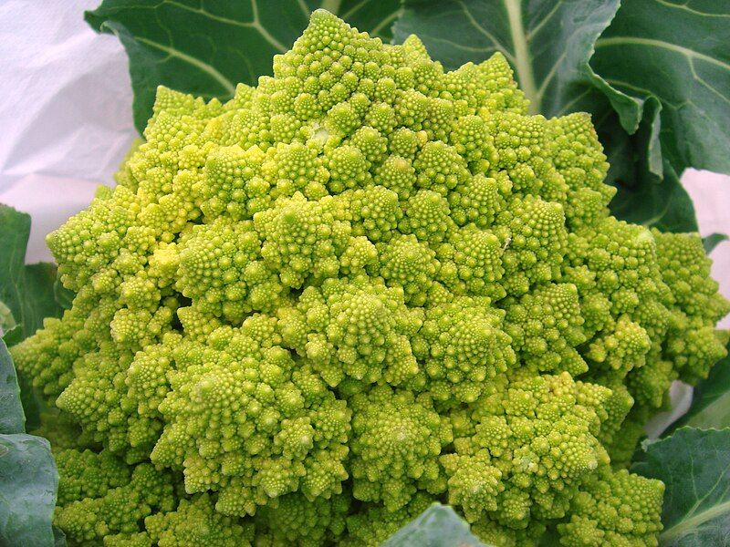 File:Romanesco broccoli (2).jpg