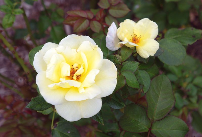 File:Rosa 'Eternal Flame'.jpg