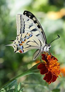 Papilio machaon, side view, by Fbnpch