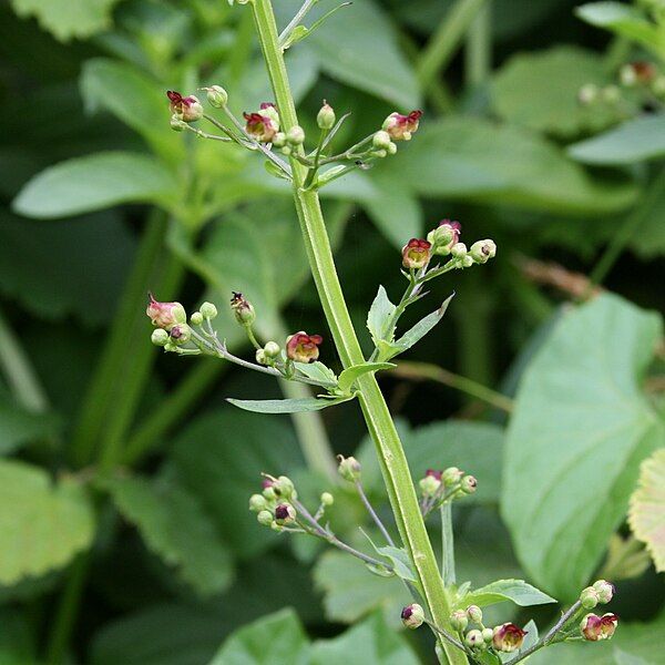 File:Scrophularia oblongifolia flowers.jpg