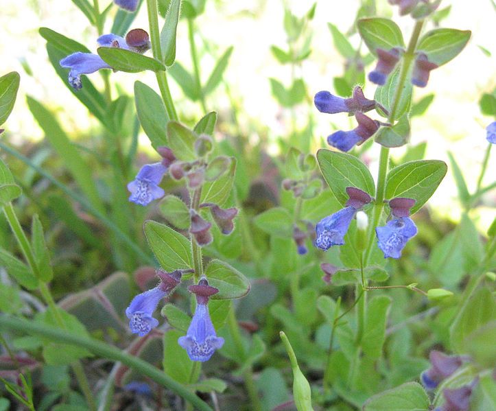 File:Scutellaria parvula.jpg