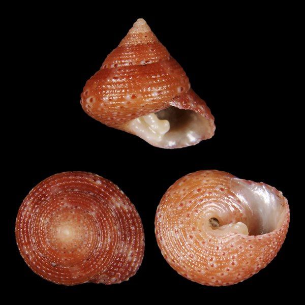 File:Seashell Clanculus simoni.jpg