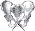 Male subpubic angle