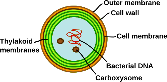 File:Synechocystis.svg