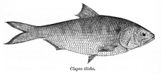 National fish: Tenualosa ilisha