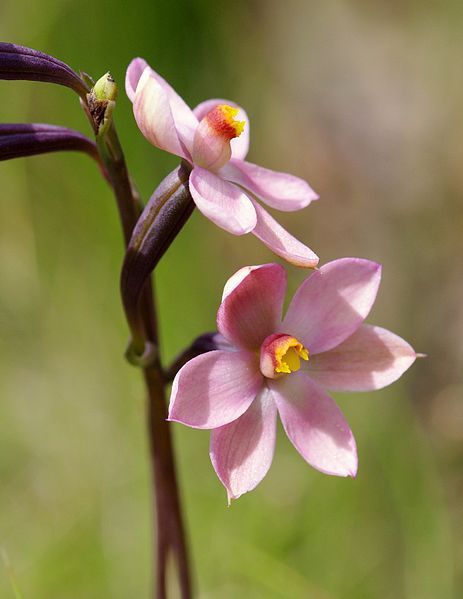 File:Thelymitra rubra (24879748272).jpg