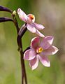 Thelymitra rubra