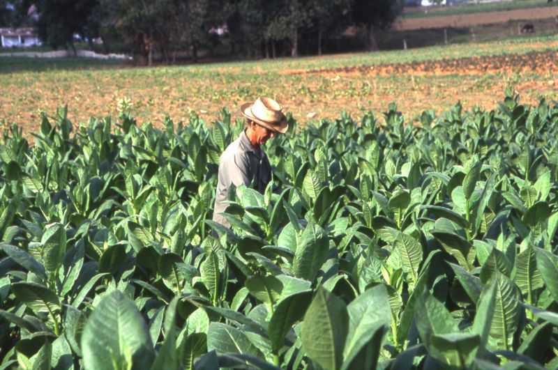 File:Tobacco field cuba2.jpg