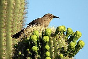 Bird on a cactus