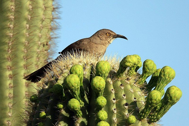 File:Toxostoma curvirostre Arizona.jpg