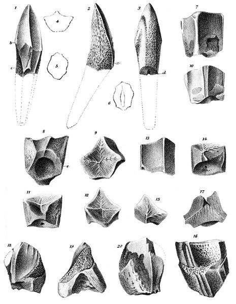 File:Trachodon mirabilis.jpg